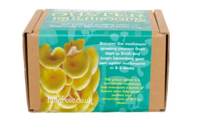 Fungrow-Yellow-Oyster-Mushroom-Growing-Kit-Oxford-Mushrooms-Gift-Box-Yellow